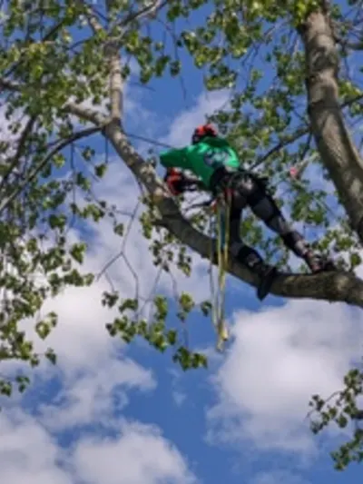 Triple T Tree Trimming Service