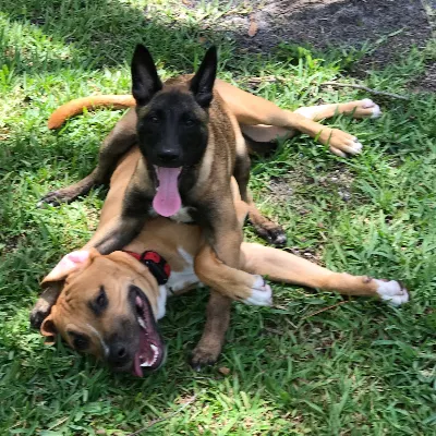 Sit Happens Dog Training Nashville