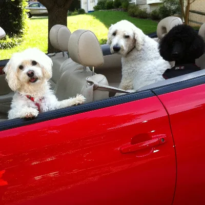 Michelle Jackson Dog Training