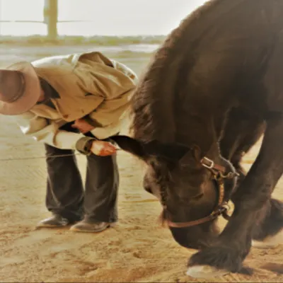 Nancy 's Equestrian Services