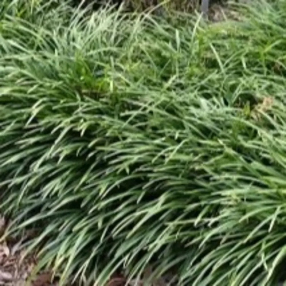 Good Roots Irrigation