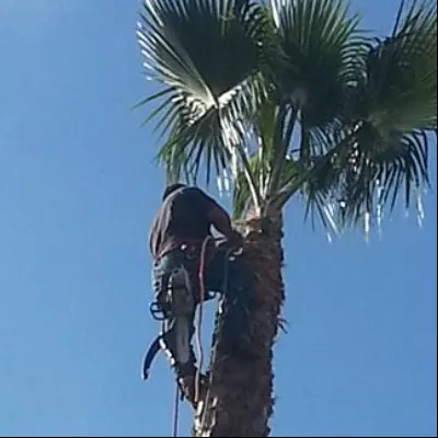 Sierra's Tree Service