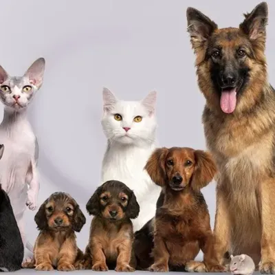 All Creatures Veterinary Center