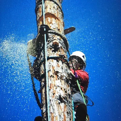 E.V Tree Service