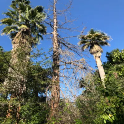 R And J Tree Service
