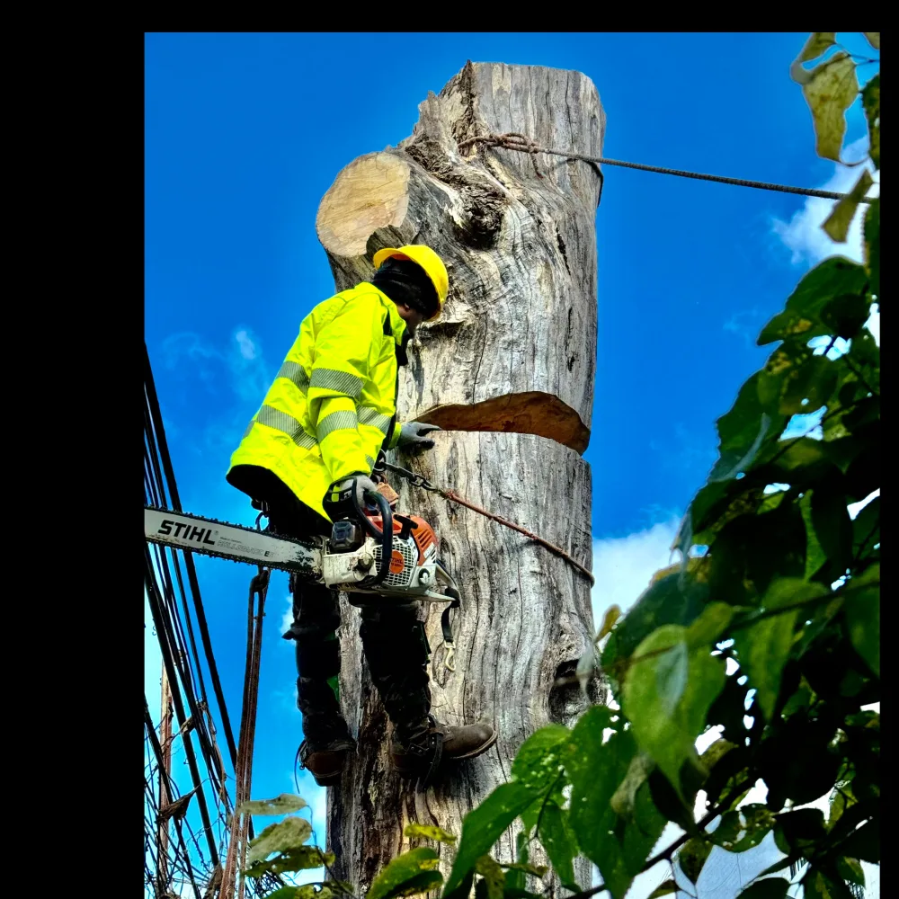 Power Tree Removal LLC