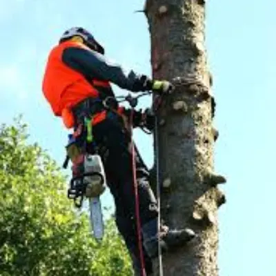 Ej’s Tree Service