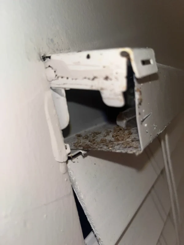 Bed Bugs in Blinds
