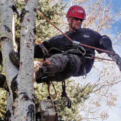 The Sharpest Saw Tree Service