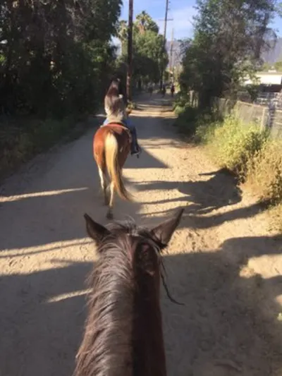 Los Angeles Equestrian Vaulting Club