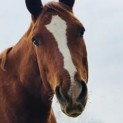 The Dressage Company