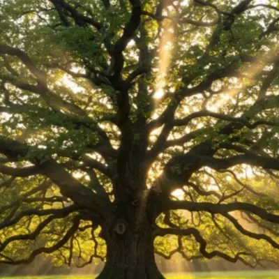 Full Scale Tree Service 
