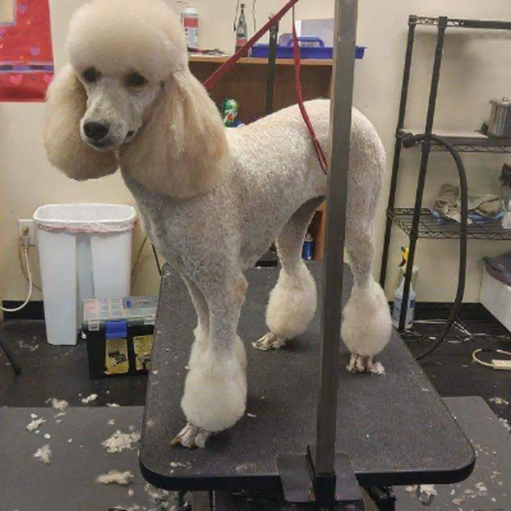 Dog And Cat Grooming By Esme LLC