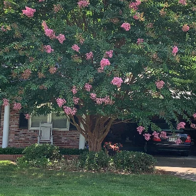 Conservative Tree And Landscape