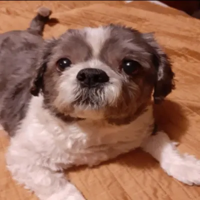 Karen's Kuts