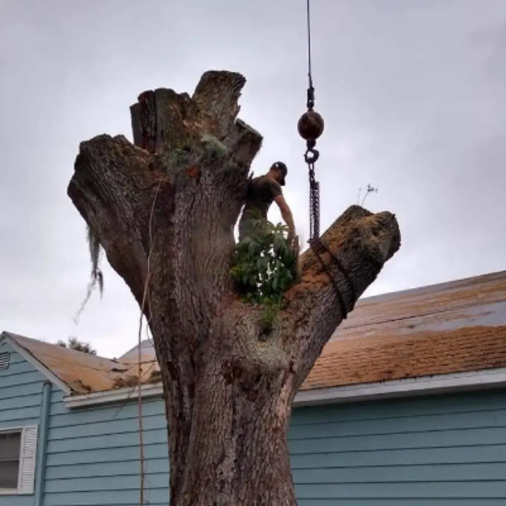 Cameron McGuire's Tree Service