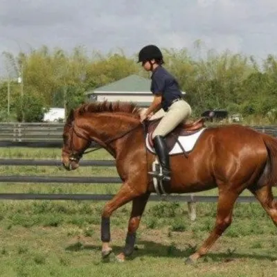 Horse Lessons/ Horse Traning 