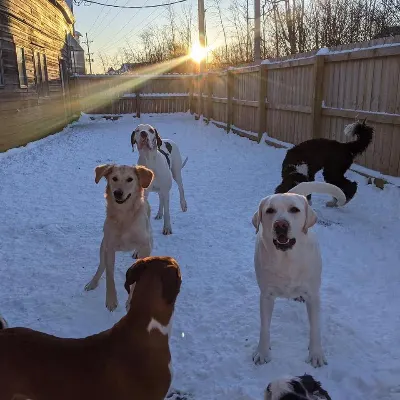 PawPros LLC
