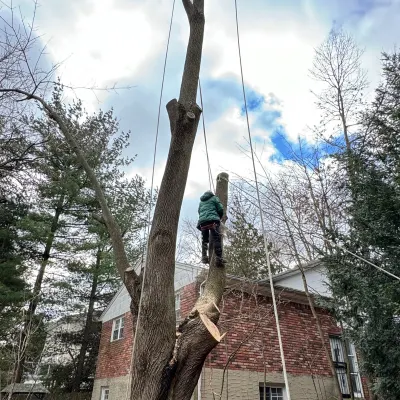 Power Tree Removal
