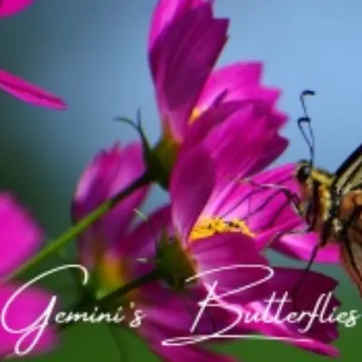 Gemini’s Butterflies