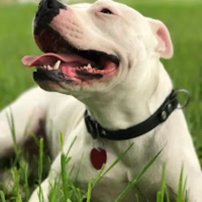 Eastmoor Animal Clinic
