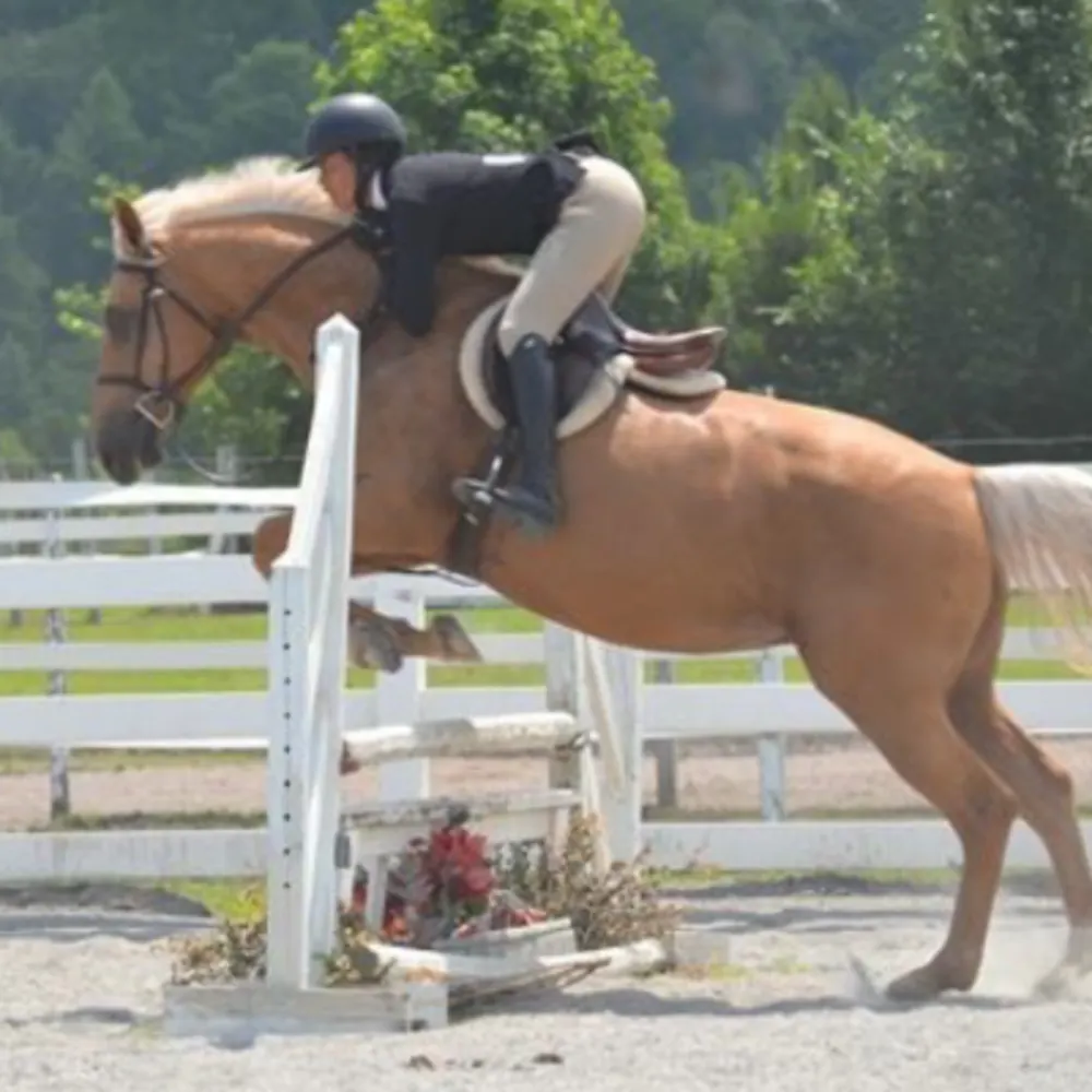 Springfield Sport Horses