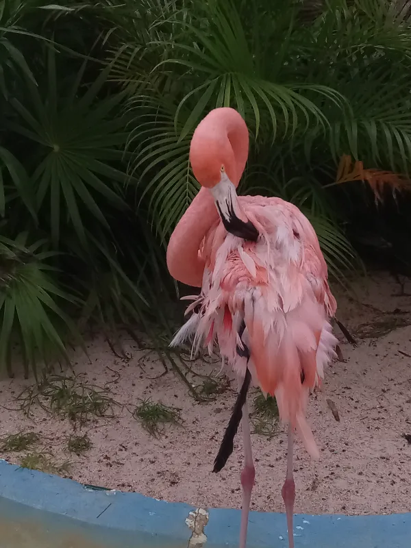 Go all pink 