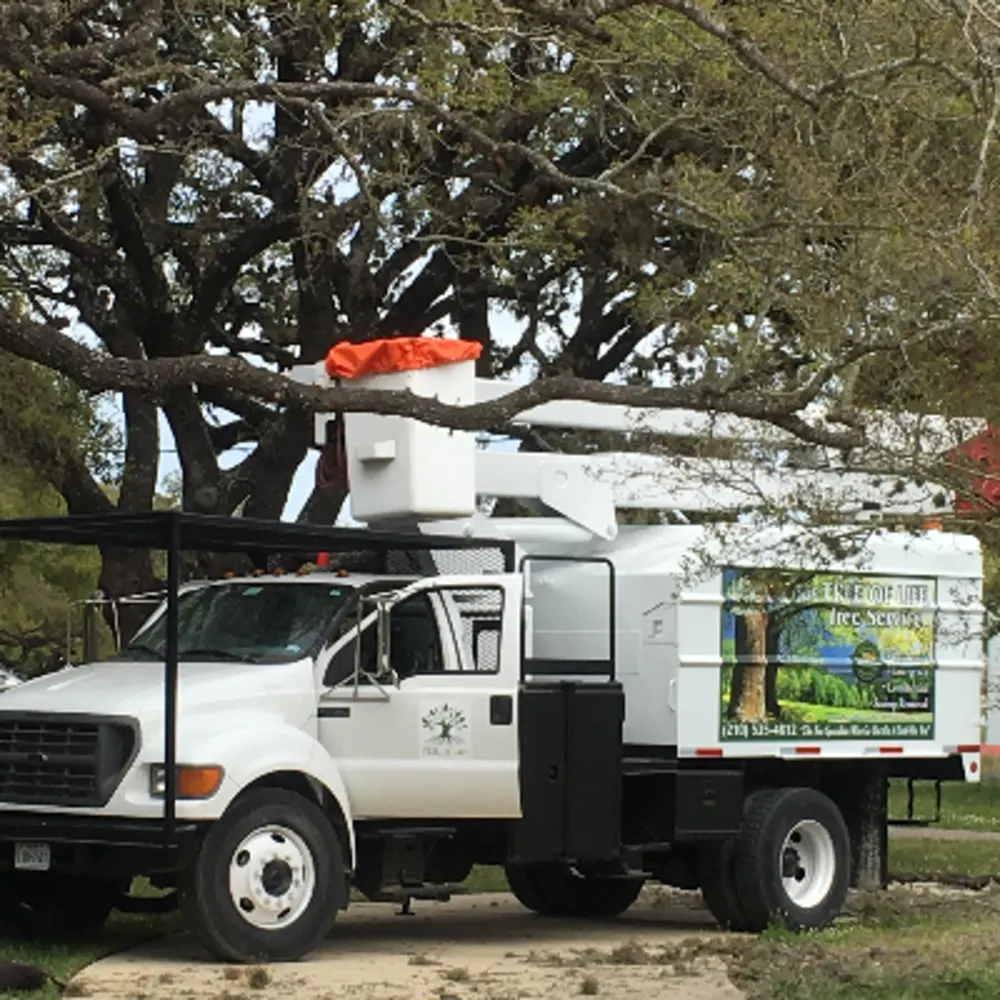 South Texas Tree Of Life