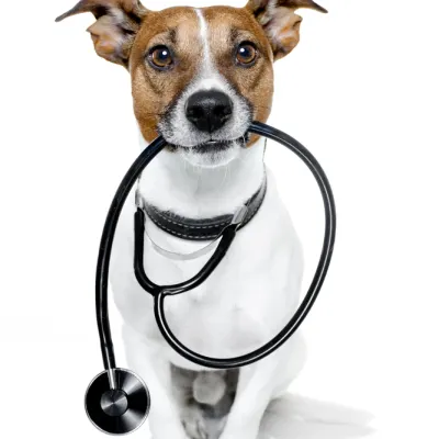 Insight Veterinary Specialty Pathology