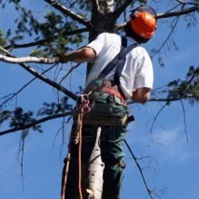 Roley's Tree Care