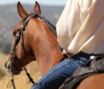 3D Performance Horses