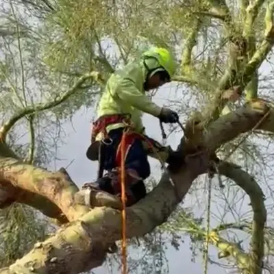 Excellence Tree Triming Landscape 