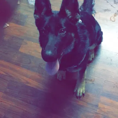 Dog Care