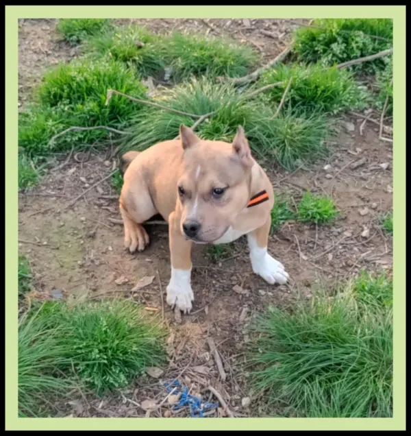 Working on off leash training
