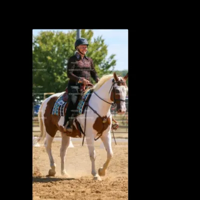All Around  Performance Horses
