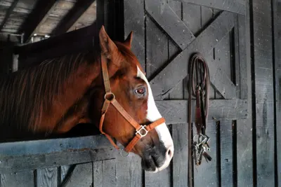 Willow Oak Equine Clinic