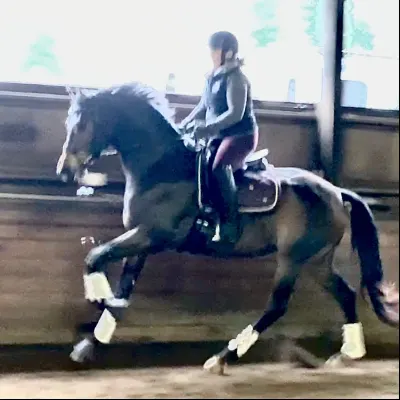 Martin Dressage, PEMF, And JRD Ssddlery Solutions