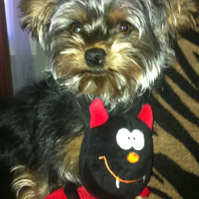 Dog Day Image