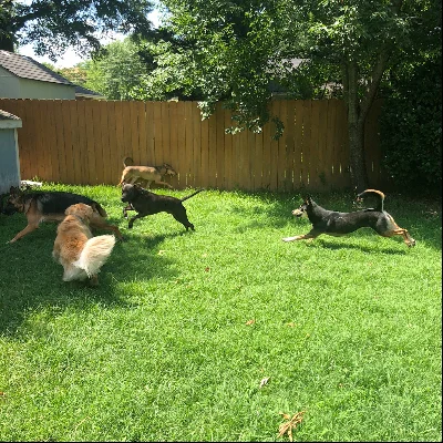 Furry Friends Getaway