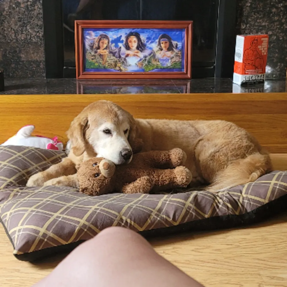 Susan's Pet Care