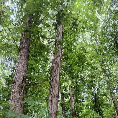 Stomp Down Tree Removal