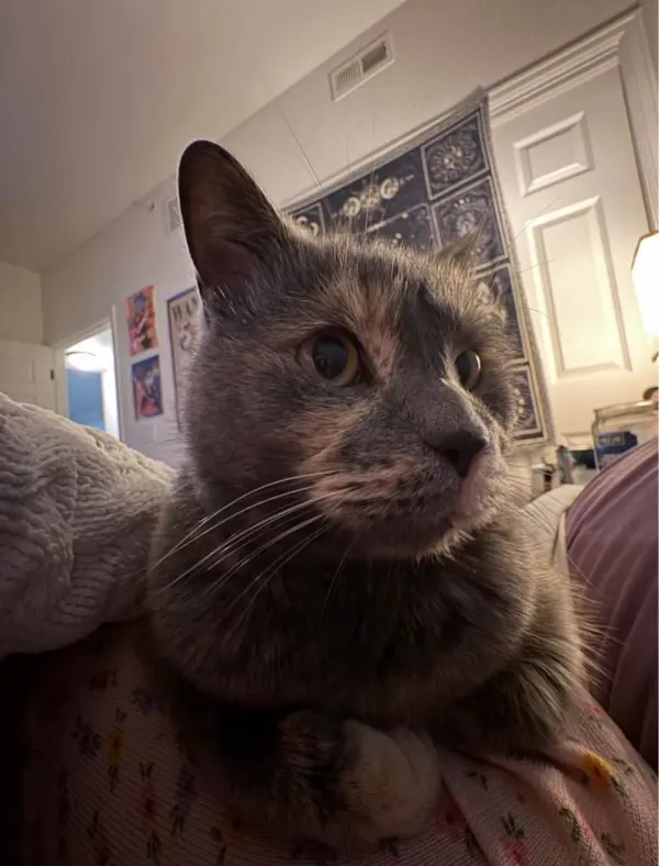 Nala