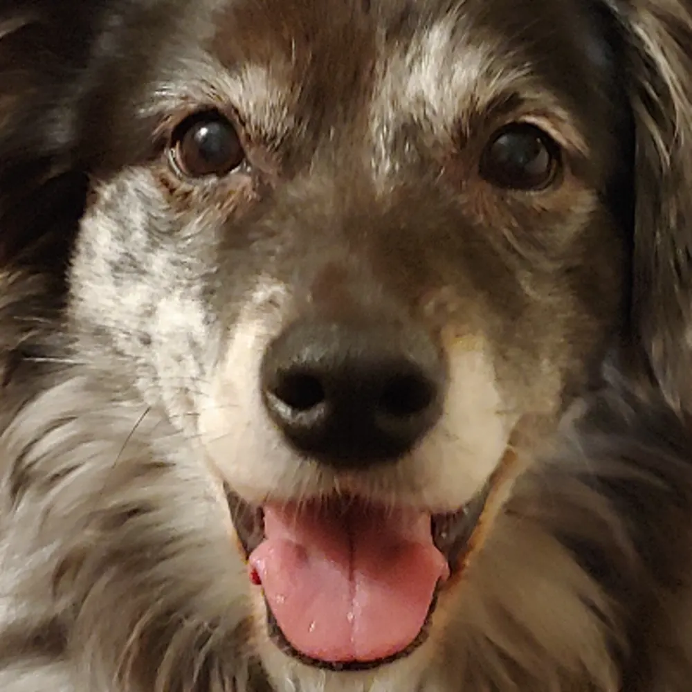 Alpha Dog Services