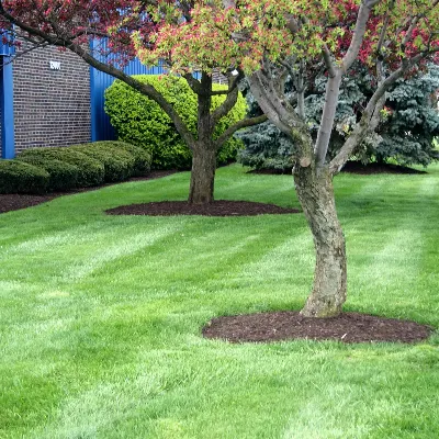 Lightning  Strikes Lawn Care