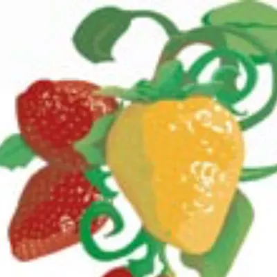 YELLOW STRAWBERRY SALONS