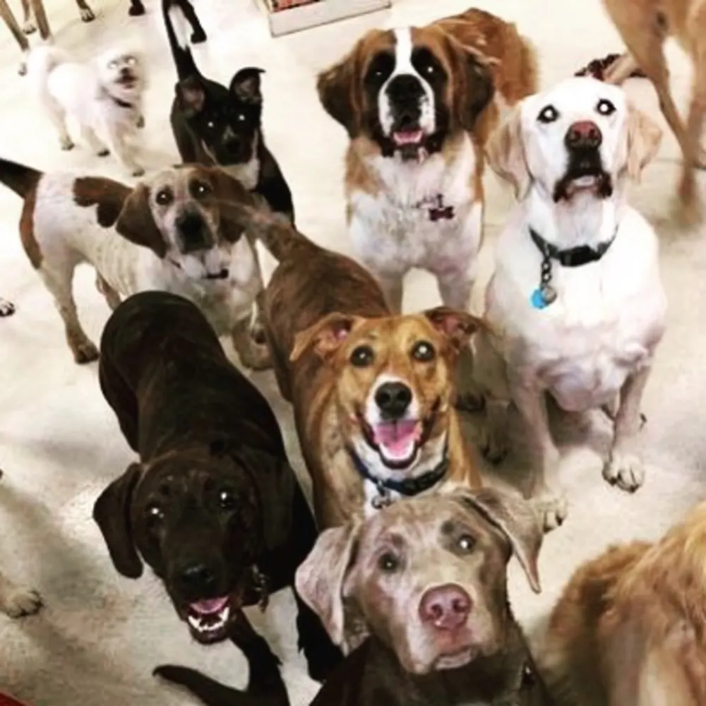 Dakotah's Doggy Daycare Hotel And Salon