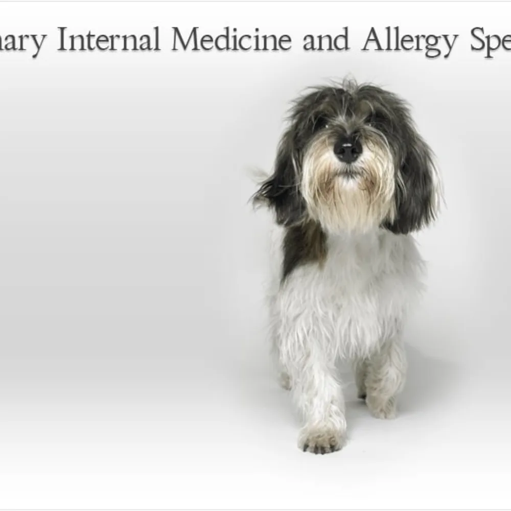 Veterinary Internal Medicine And Allergy Specialists