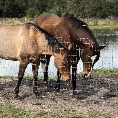 Finish Strong Equestrians