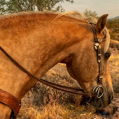 Southwest Blazin Saddles