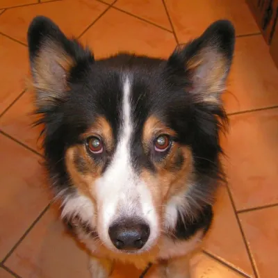 Ventura Veterinary Hospital